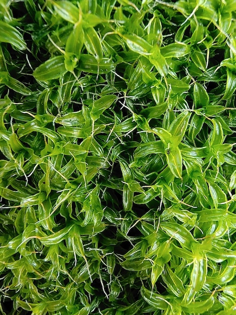 Gros plan de petites feuilles vertes juteuses sur tout le cadre