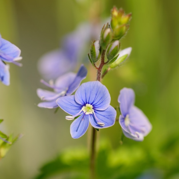 Gros plan de petites fleurs dans l'herbe