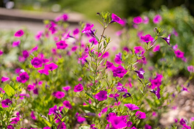 Gros plan de petites fleurs violettes mise au point sélectionnée