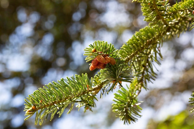 Gros plan sur les petits cônes de Noël l'origine des cônes au fond naturel du printemps