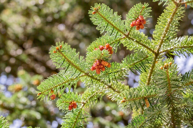 Gros plan sur les petits cônes de Noël l'origine des cônes au fond naturel du printemps