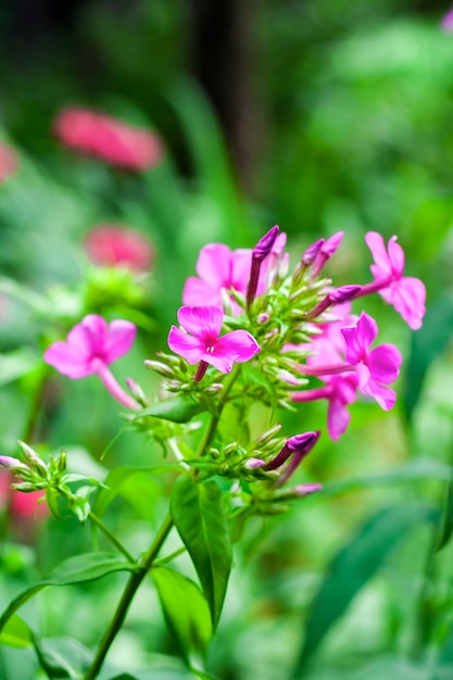 Gros plan Phlox jardin violet sur fond de feuillage vert