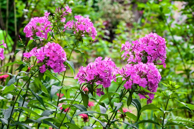 Gros plan Phlox jardin violet sur la surface du feuillage vert