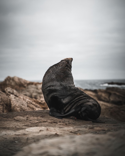 Gros plan d'un phoque à fourrure australien reposant sur la pierre