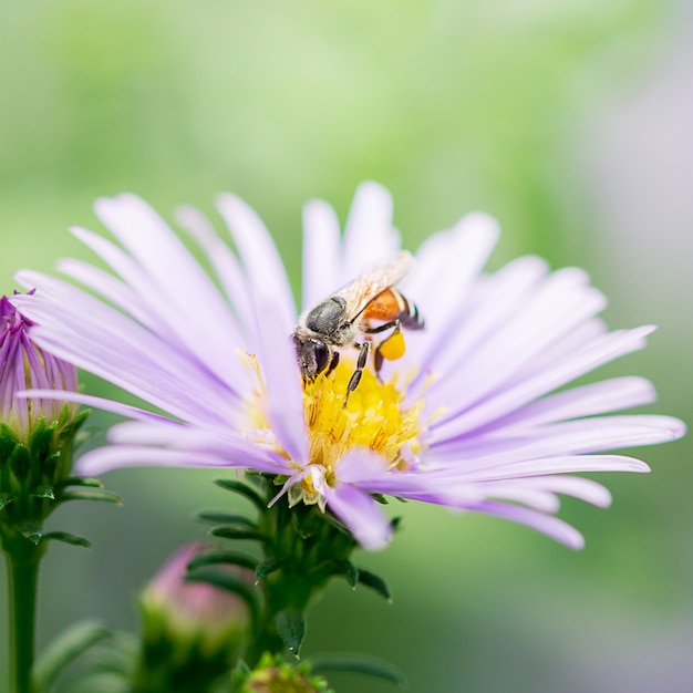 Gros plan photo d'abeille butinant sur une fleur pourpre