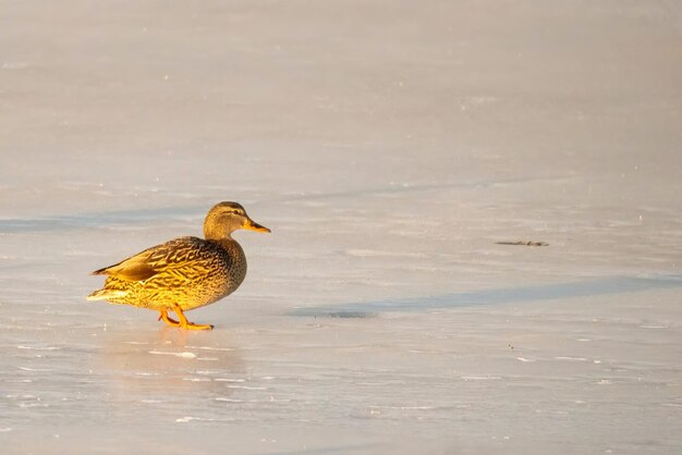 Photo un gros plan d'une photo de canard