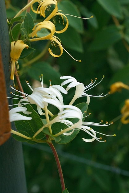 Gros plan photo de chèvrefeuille en fleur