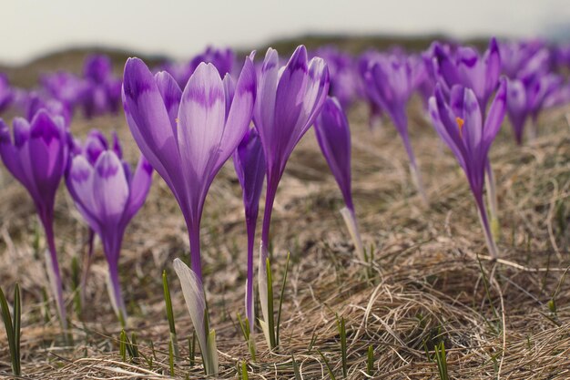 Gros plan photo de concept de texture de pétales de fleur de crocus violet
