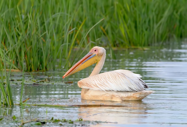 Gros plan et photo détaillée un pélicans blancs flotte dans une eau dans l'habitat naturel