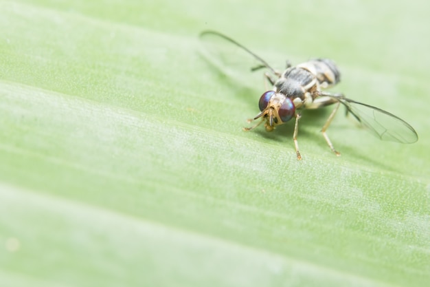 Gros plan photo de Drosophila melanogaster