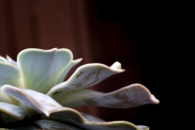 Gros plan photo d&#39;echeveria succulente, plante d&#39;intérieur populaire.