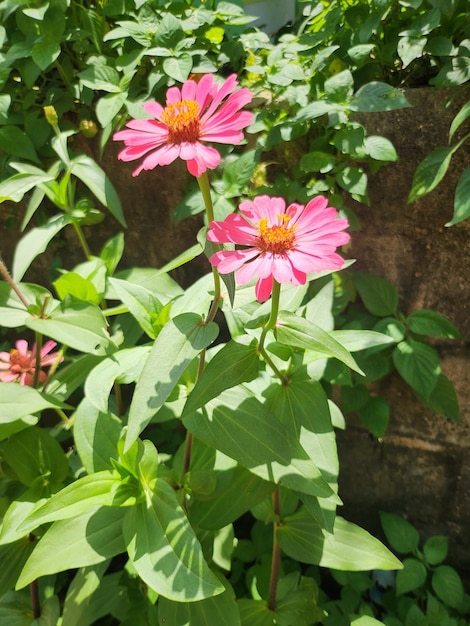 Gros plan photo de fleur épanouie avec tige