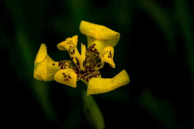 Photo gros plan photo de fleur jaune