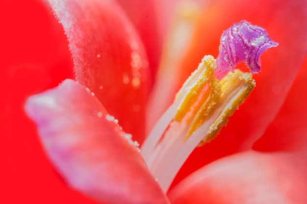 Gros plan photo de fleurs d&#39;ananas