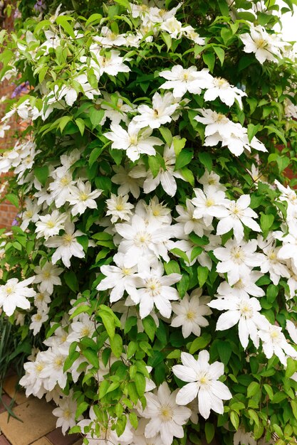 Gros plan photo de fleurs de clématites blanches dans un jardin.