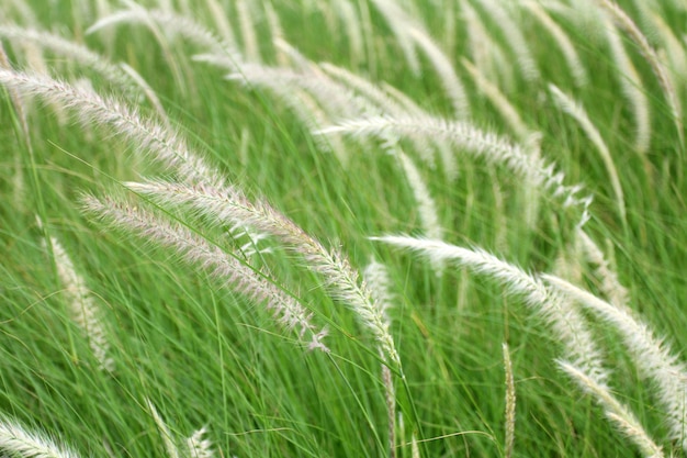 Gros plan photo d&#39;herbe sauvage dans un champ