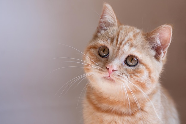 Gros plan photographie de chaton gingembre sur fond beige