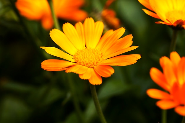 Gros plan photographié de fleurs orange de souci essentiel à des fins médicales