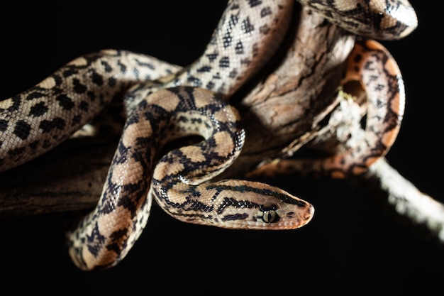 Gros plan de la photographie d'un serpent exotique sur une branche d'arbre.