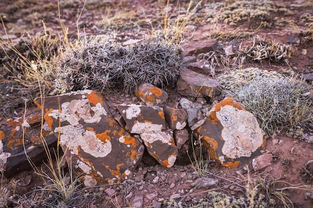 Un gros plan de pierre dans les montagnes, recouvert d'une plante séchée d'épines et de mousse orange.