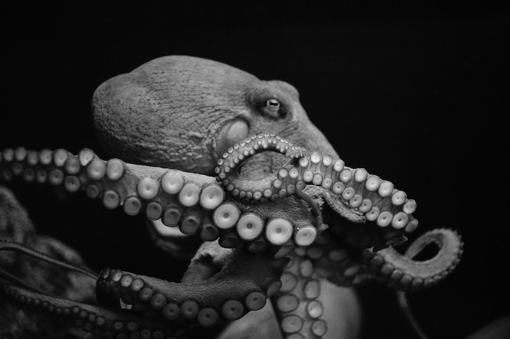 Photo un gros plan d'une pieuvre sur un fond noir
