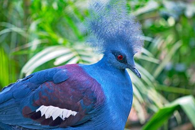 Gros plan, de, pigeon couronné bleu