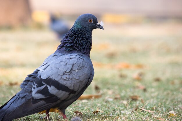 Gros plan d'un pigeon domestique à la recherche de nourriture