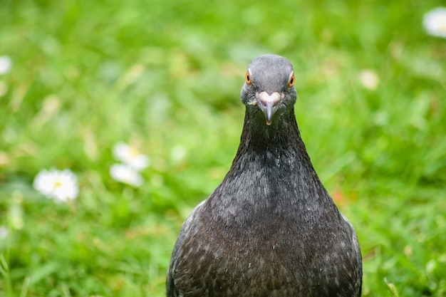 Gros plan le pigeon de roche domestique faral regardant la caméra