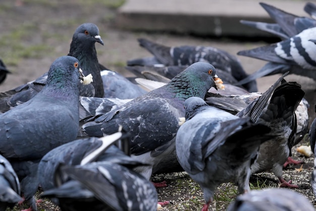 Gros plan des pigeons de la ville