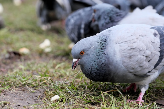 Gros plan des pigeons de la ville