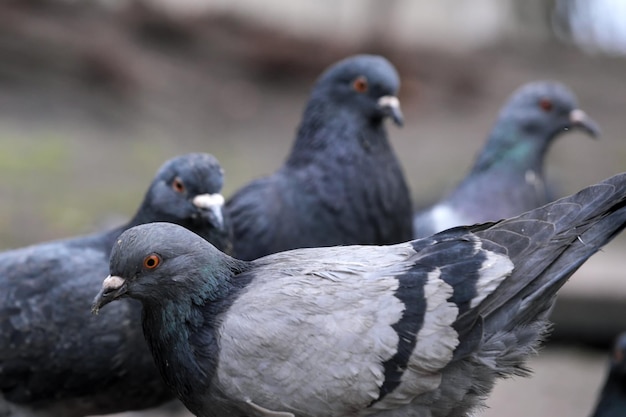 Gros plan des pigeons de la ville