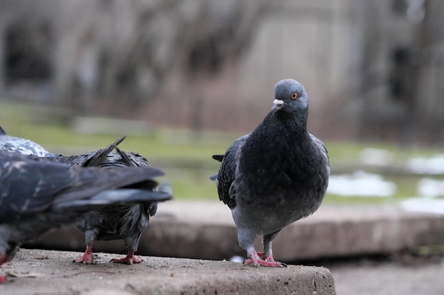 Gros plan des pigeons de la ville