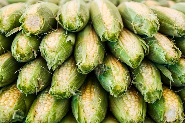 Gros plan sur une pile de maïs frais en épi sur un marché de fruits et légumes.