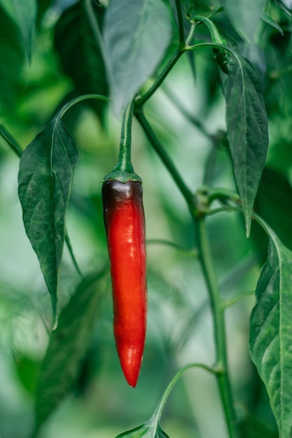 Gros plan de piment jalapeno rouge mûr poussant comme agriculture de grande culture avec arrière-plan flou