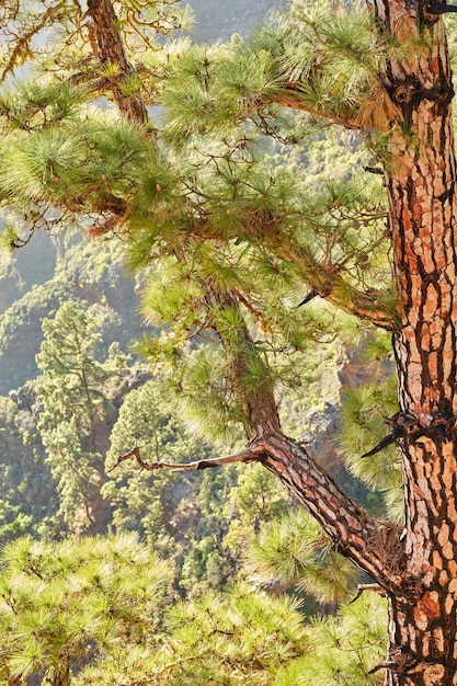 Gros plan d'un pin dans la jungle pendant la saison estivale Paysage de nature sauvage avec des détails d'un vieux tronc dans les bois ou la montagne forestière près de La Palma Îles Canaries Espagne