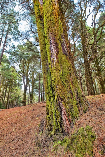 Gros plan d'un pin avec de la mousse dans une forêt par une journée ensoleillée Paysage naturel d'un vieux tronc détails d'écorce trouvés sur une montagne à La Palma Îles Canaries Espagne Emplacement éloigné dans la campagne