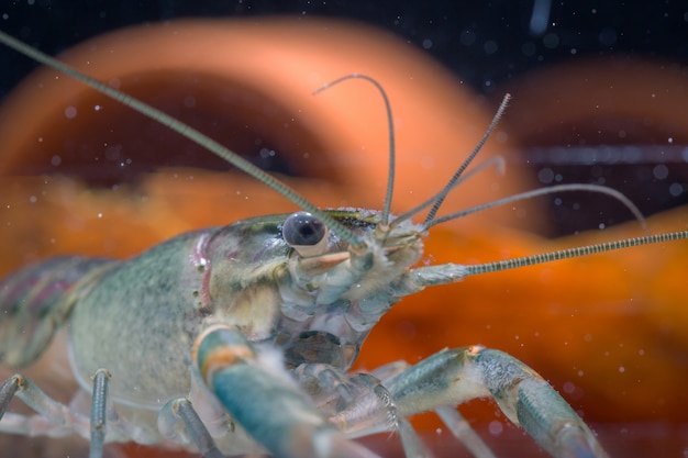 Gros plan des pinces de homard rouge dans l&#39;aquarium