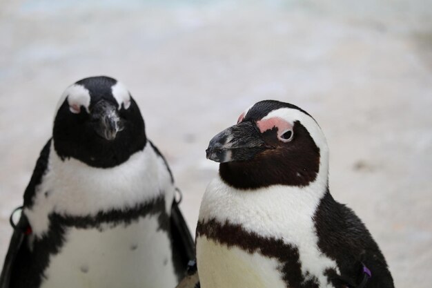 Photo un gros plan des pingouins