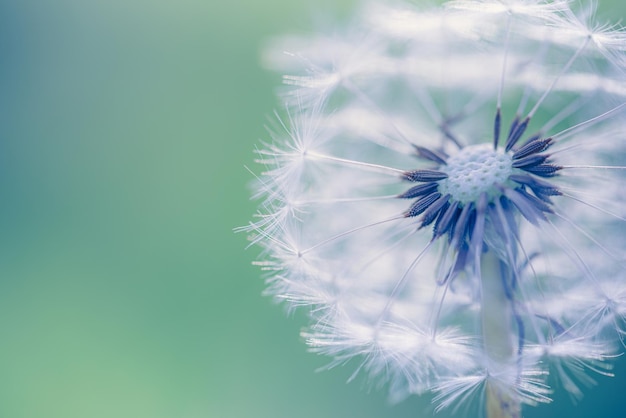 Gros plan de pissenlit avec arrière-plan flou, agrandi de nature artistique. Champ de prairie printemps été