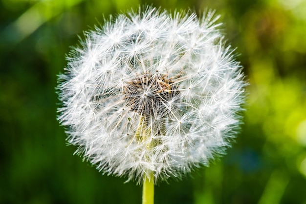 Gros plan, de, pissenlit, fleur, dans, les, pré