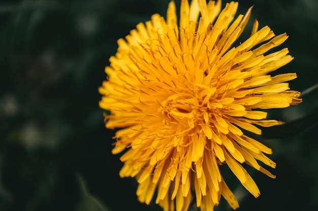 Gros plan de pissenlit jaune dans le champ sauvage Fleurs ensoleillées