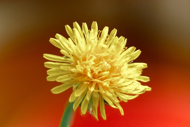 Gros plan de pissenlit jaune, gros plan de fleurs, couleur jaune