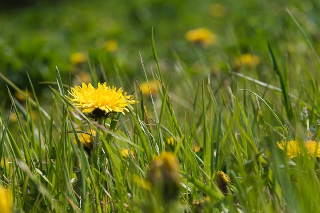 Gros plan de pissenlits jaunes sur l'herbe verte Printemps photo de la nature Champ de pissenlits
