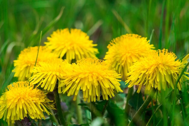 Gros plan de pissenlits jaunes sur l'herbe verte Printemps photo de la nature Champ de pissenlits