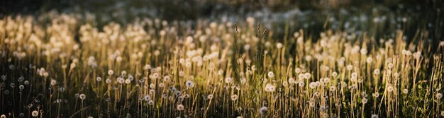 Gros plan de pissenlits le soir au coucher du soleil dans la prairie d'été Beau paysage de campagne naturelle avec arrière-plan flou