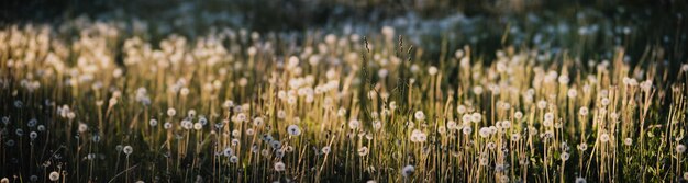 Gros plan de pissenlits le soir au coucher du soleil dans la prairie d'été Beau paysage de campagne naturelle avec arrière-plan flou