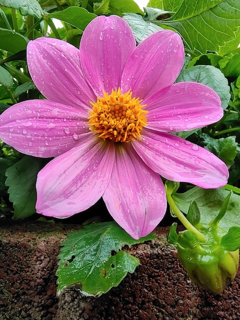 Un gros plan d'un pistil jaune au milieu d'une fleur rose