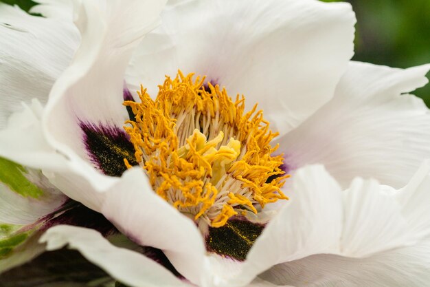 Gros plan de pivoine en fleurs