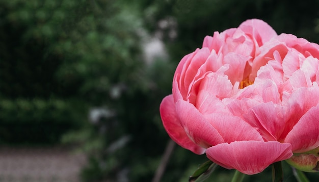 Photo gros plan de pivoines fleurs. belle fleur de pivoine pour catalogue ou boutique en ligne. concept de boutique florale. beau bouquet fraîchement coupé.