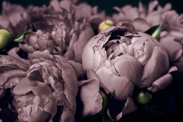 Gros plan de pivoines surréalistes sur fond noir flou artistique Fond floral de printemps ou d'été Concept de fleurs de fête